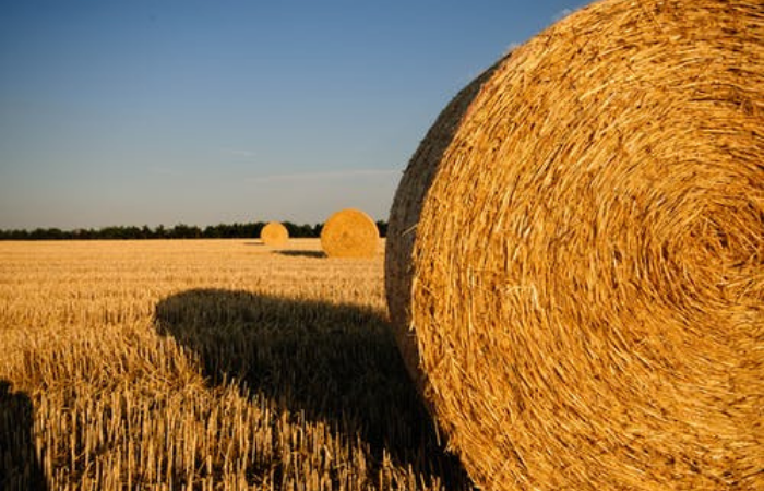 campo credito agrario