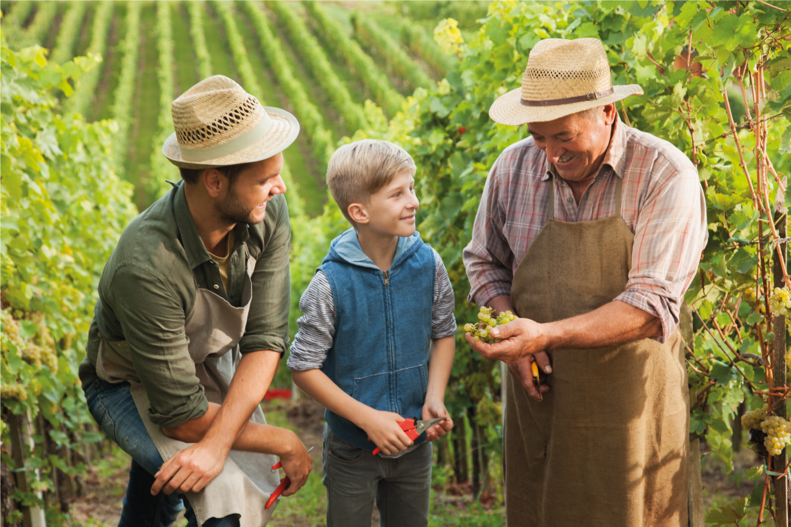 nonno, figlio e nipote in vigna