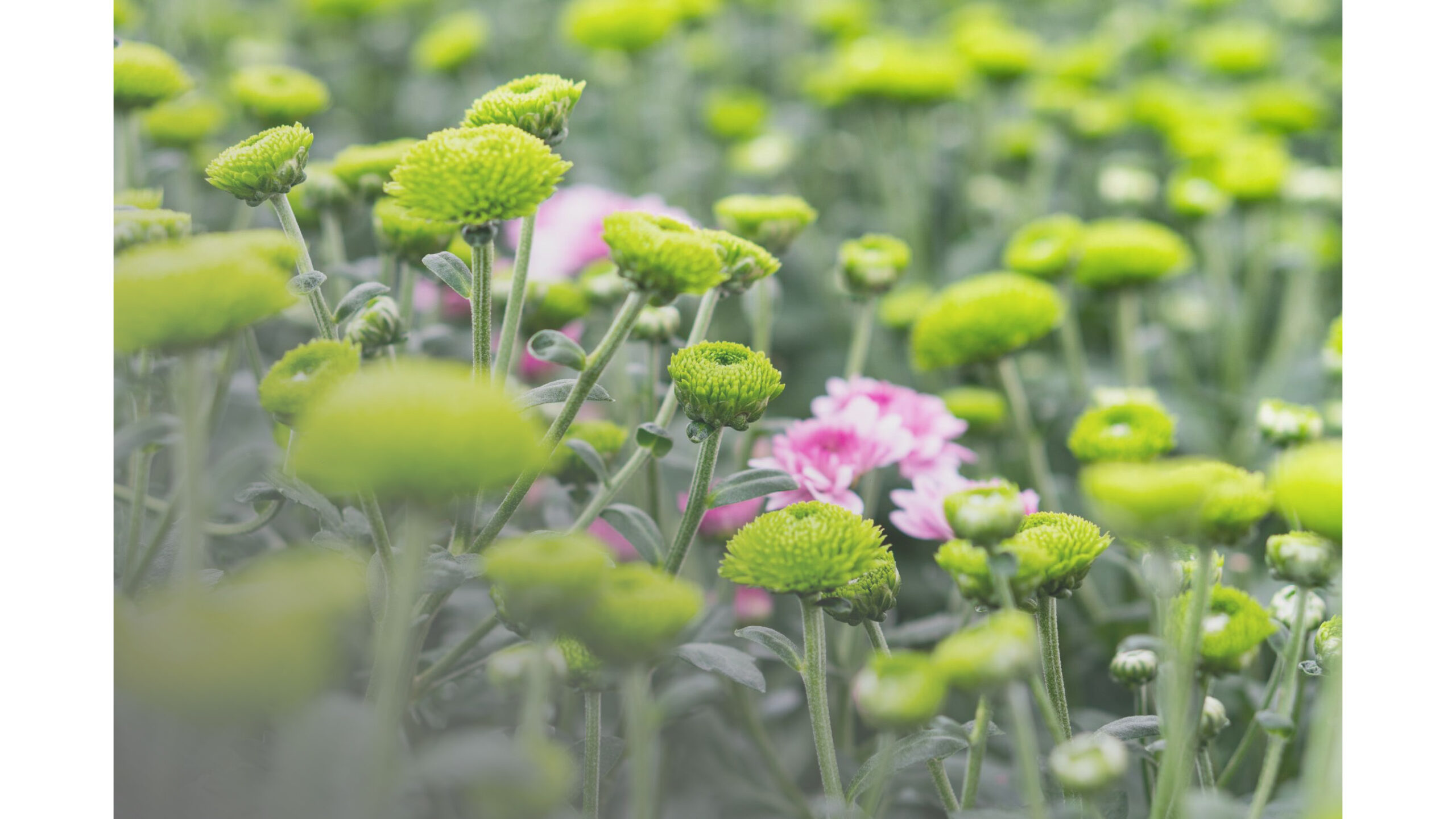 fiori verdi e rosa