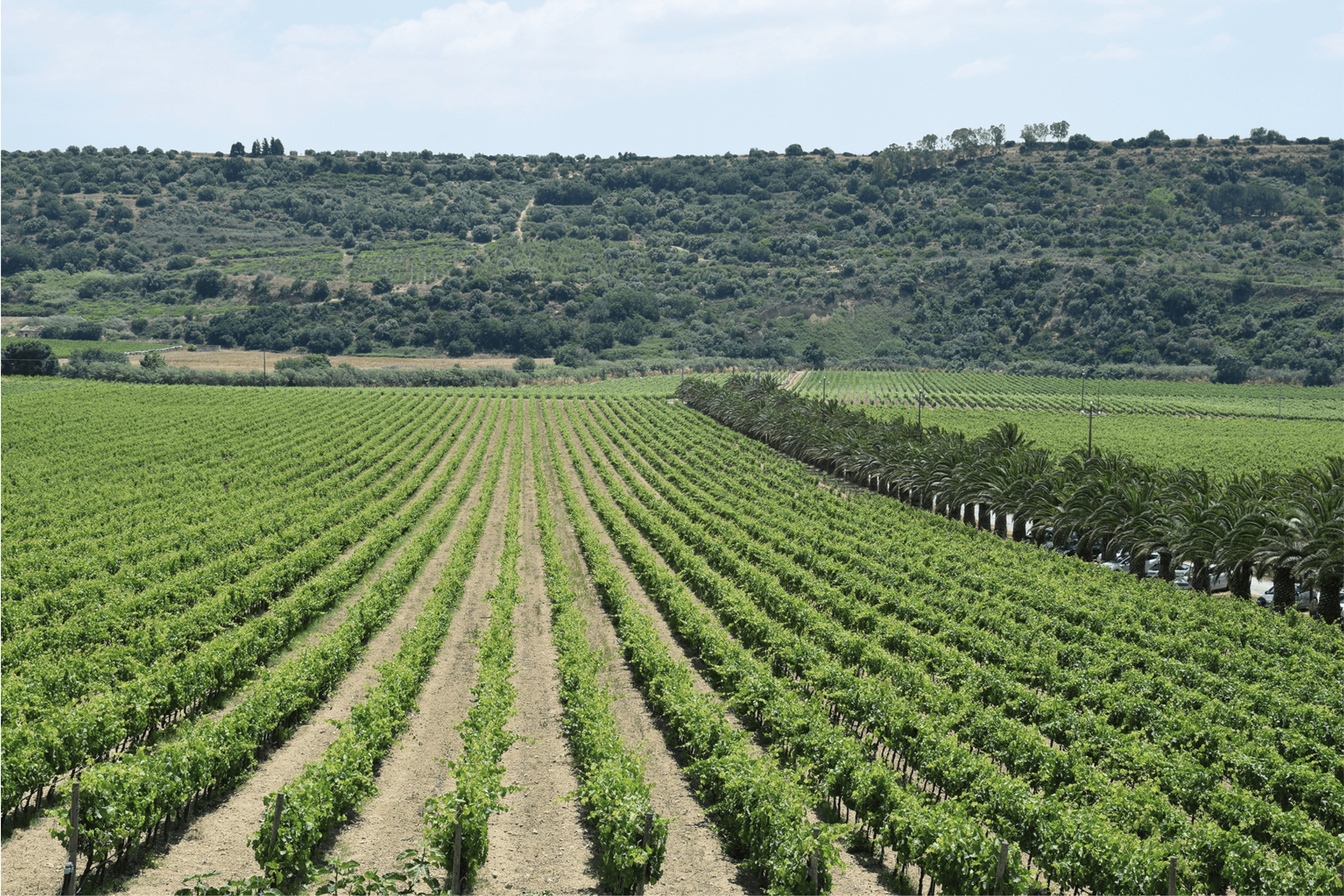 vigna finanziamenti agrari